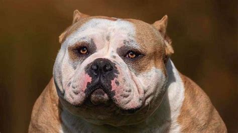 bbc breed|Inside the world of extreme dog breeding